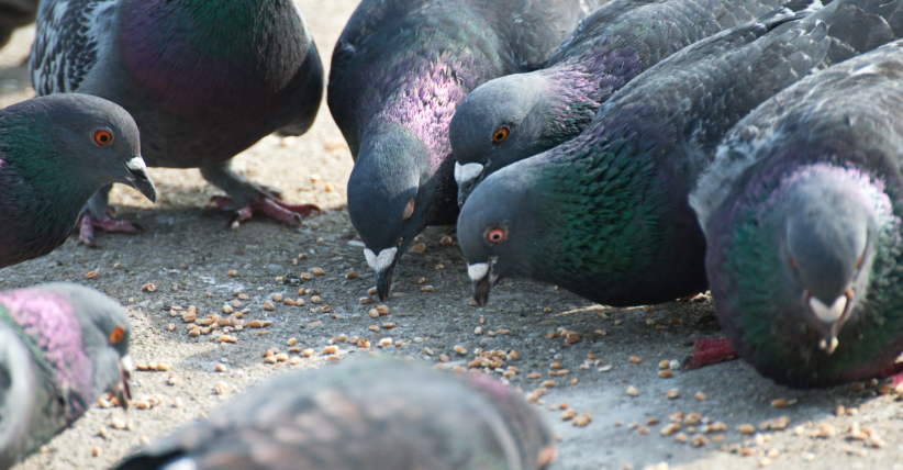 Foto von Tauben, die auf der Straße Körner picken